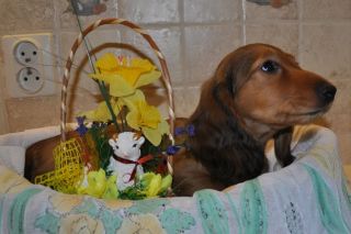 Jamnik d�ugow�osy